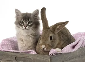 Tray: Mammal. Tiffanie kitten( blue shaded ) with pet