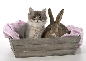 Boxes: Mammal. Tiffanie kitten( blue shaded ) with pet