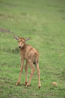 Korrigums: Mammal. TOPI, new born, very young. Masai Mara, Kenya