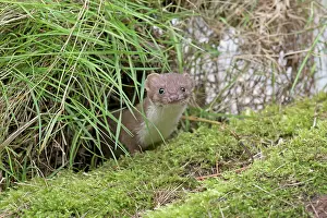 Weasel: Mammal. Weasel