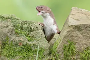 Weasel: Mammal. Weasel