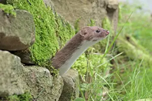 Weasel: Mammal. Weasel