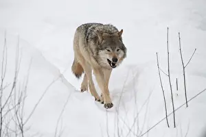 030517: MAMMAL. Wolf in snow