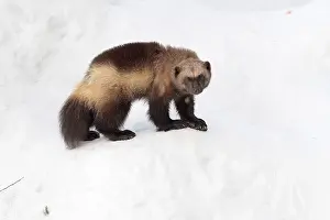 Gulo: Mammal. Wolverine