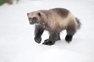 Gulo: Mammal. Wolverine