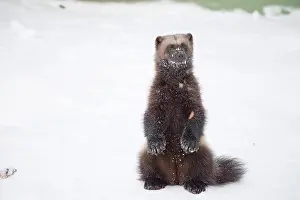 Gulo: Mammal. Wolverine