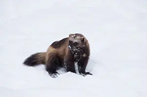 Gulo: MAMMAL. Wolverine in snow