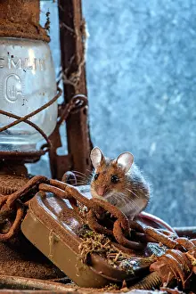 Lock: MAMMAL. Wood Mouse or Long Tailed Field Mouse