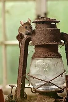 Lantern: MAMMAL. Wood Mouse or Long Tailed Field Mouse