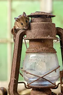 Lantern: MAMMAL. Wood Mouse or Long Tailed Field Mouse