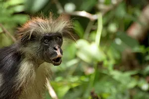 Hairstyle: Mammal. Zanzibar red Colobus, Zanzibar Africa