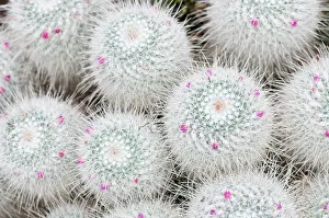 Mammillaria: Mammillaria geminispina, Cactus, Pincushion cactus, White, E