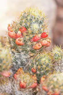 Spiny: Mammillaria prolifera x aporophyllum