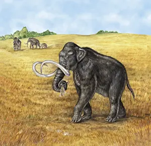 Reconstruction: Mammoth