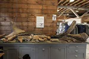 Mammoth: Mammoth bone (Mammuthus) and tusk