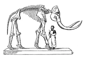 Mammuthus: Mammoth, Cenozoic Mammal