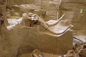 Mammoth: Mammoth fossils, South Dakota