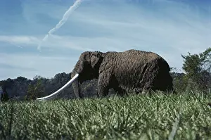Replica: Mammoth in Kentucky