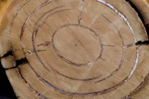 Mammoths: Mammoth Tusk - Cross section
