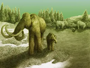 Mammoth: Mammoths