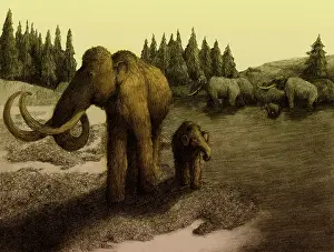 Mammoth: Mammoths