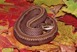 Korean: Mamushi Snake