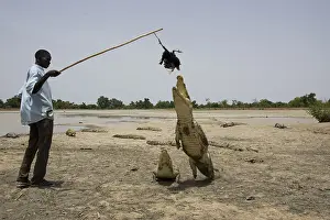Attacks: Man attracting Crocodile with chicken Bazoule Burkina Faso