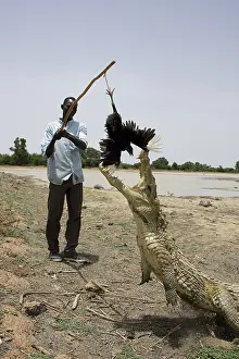 Attacks: Man attracting Crocodile with chicken Bazoule Burkina Faso