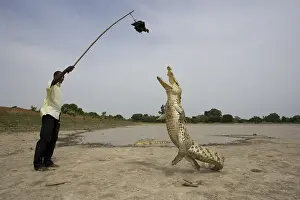 Attacks: Man attracting Crocodile with chicken Bazoule Burkina Faso