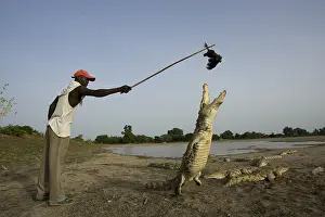 Attacks: Man attracting Crocodile with chicken Bazoule Burkina Faso