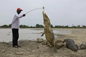 Attacks: Man attracting Crocodile with chicken Bazoule Burkina Faso