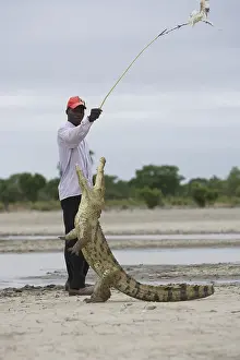 Attacks: Man attracting Crocodile with chicken Bazoule Burkina Faso