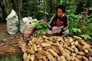 Ironwood: Man - collecting seed of Borneo ironwood