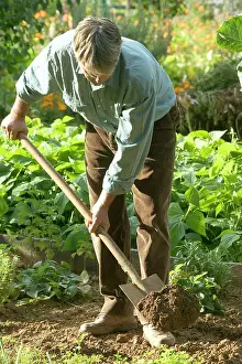Allotment: Man - digging in vegetable garden
