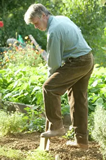 Allotment: Man - digging in vegetable garden