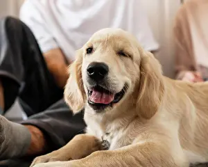 Lifestyle: man dog indoors. High resolution photo