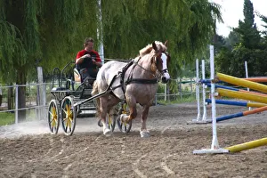 Dray: Man doing an exercise with a drought Horse