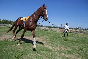 Saddle: Man drawing a horse in a horse therapy center