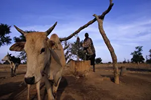 Wells: Man drawing water from wells to water his flock