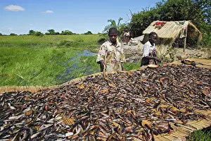 Catfishes: Man - drying fish - mostly Catfish - caught in