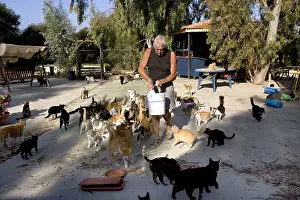 Cyprus: Man feeding cats in a sanctuary for cats Cyprus