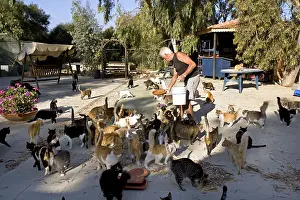 Cyprus: Man feeding cats in a sanctuary for cats Cyprus