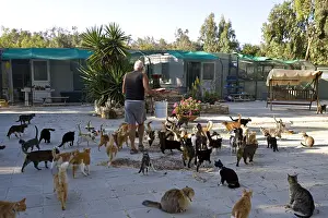 Cyprus: Man feeding cats in a sanctuary for cats Cyprus