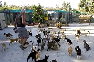 Cyprus: Man feeding cats in a sanctuary for cats Cyprus