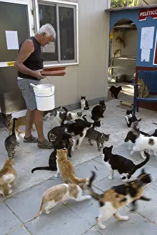 Nourishing: Man feeding cats in a sanctuary for cats Cyprus