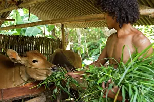 Swallowing: Man feeding cows with grass from Gunung Rinjani - Indonesia