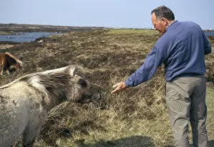 Winds: Man feeding a Shetland Pony on South Uist Island Scotland
