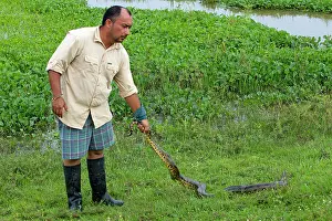 Eunectes: Man holding Anaconda tail