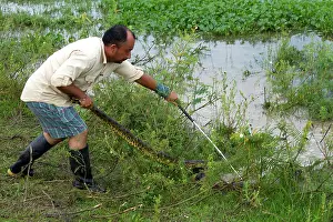 Eunectes: Man holding Anaconda tail whilst holding down head with rod