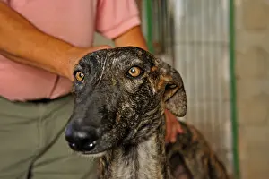 Attach: Man holding her firmly by the neck Galgo Spain